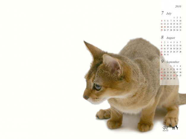 Обои картинки фото календари, животные