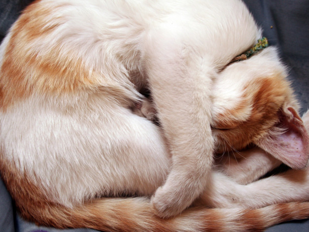 Обои картинки фото животные, коты