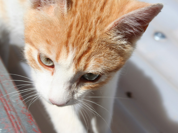 Обои картинки фото животные, коты