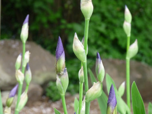 Картинка цветы ирисы