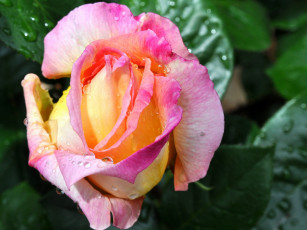 Картинка цветы розы роза