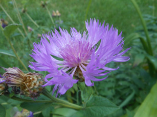 Картинка цветы васильки