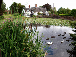 Картинка великобритания шропшир баджер города пейзажи дом пруд утки
