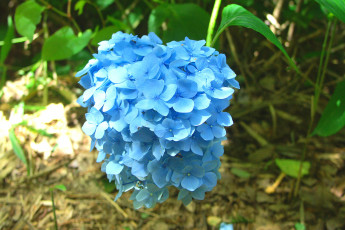 Картинка цветы гортензия