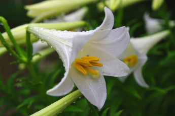 Картинка цветы лилии лилейники цветок