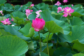 Картинка цветы лотосы