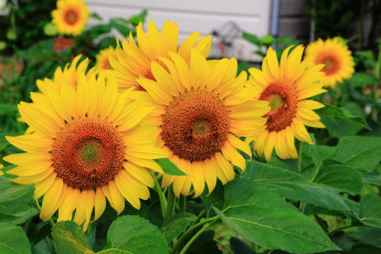 Картинка цветы подсолнухи