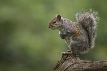 Картинка животные белки ветка