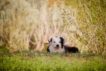 Картинка животные собаки собака природа лето