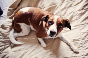 Картинка животные собаки уют дом