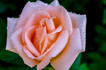 Картинка цветы розы бутон лепестки макро