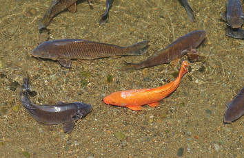 Картинка животные рыбы