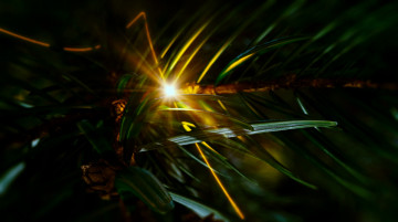 Картинка Ёлки кино фильмы елки хвоя лучи