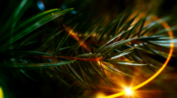 Картинка Ёлки кино фильмы елки ветка ёлка лучи хвоя