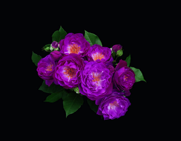 Обои картинки фото цветы, розы