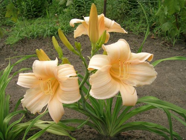 Обои картинки фото цветы, лилии, лилейники, лилия