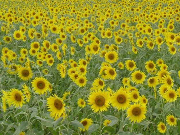 Обои картинки фото цветы, подсолнухи