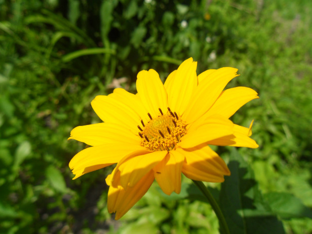 Обои картинки фото цветы, рудбекия