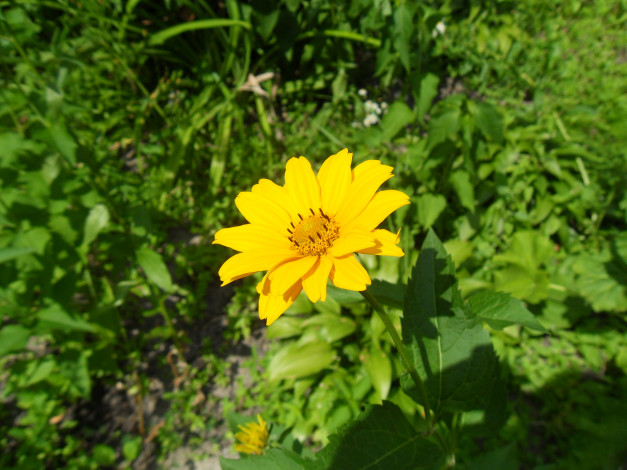 Обои картинки фото цветы, рудбекия