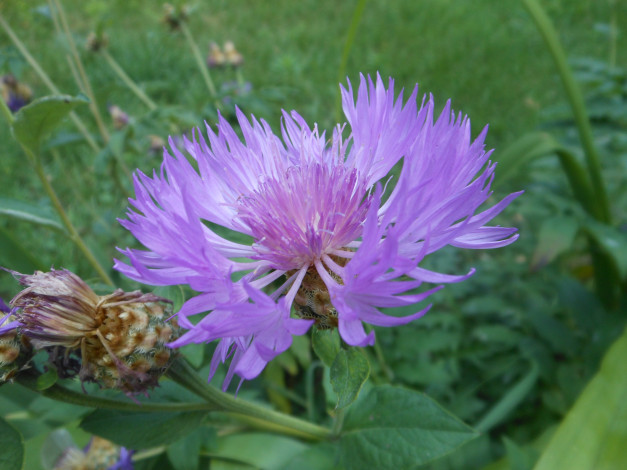 Обои картинки фото цветы, васильки