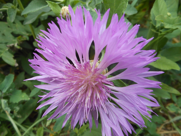 Обои картинки фото цветы, васильки