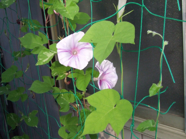 Обои картинки фото цветы, вьюнки, ипомеи, петуния