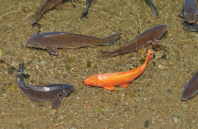 Обои картинки фото животные, рыбы