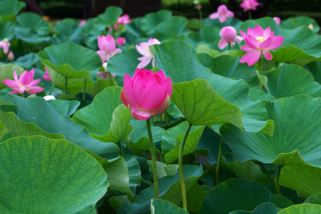 Обои картинки фото цветы, лотосы