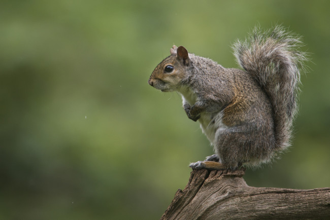 Обои картинки фото животные, белки, ветка