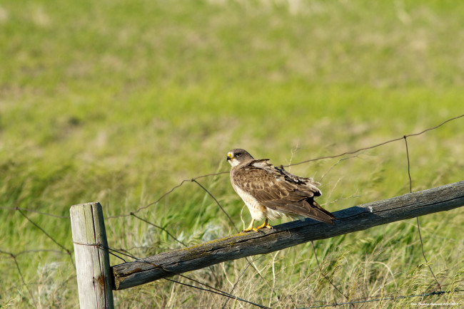 Обои картинки фото животные, птицы, хищники, забор