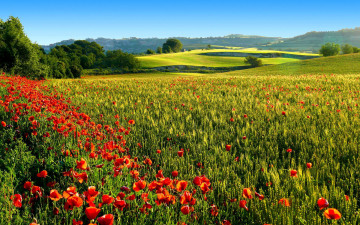 Картинка природа поля маки