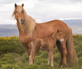 Картинка животные лошади большая грива окрас лошадь