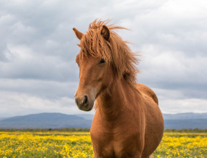 Картинка животные лошади окрас грива хвост лошадь