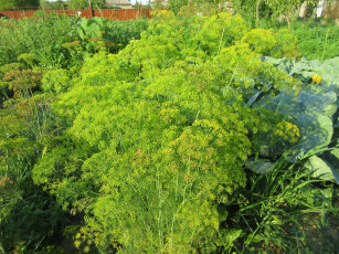 Картинка цветы цветущие+овощи +ягоды укроп