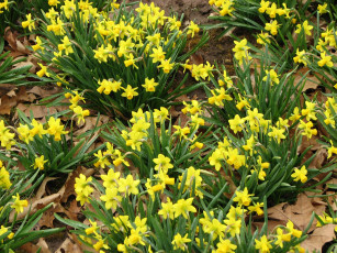 Картинка цветы нарциссы желтый цвет