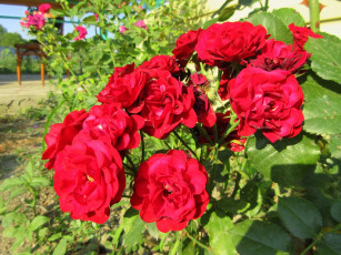 Картинка цветы розы