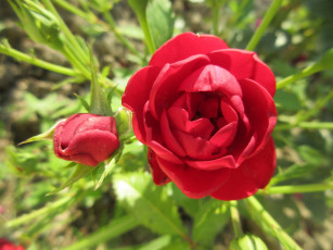 Картинка цветы розы красные