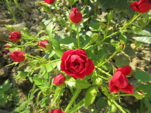 Картинка цветы розы красные