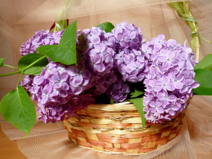 Картинка цветы сирень корзина