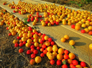 Картинка еда персики +сливы +абрикосы алыча слива