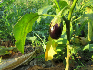 Картинка природа плоды баклажан