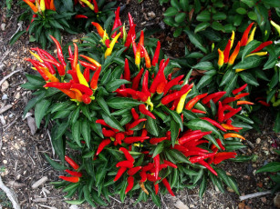 Картинка природа плоды чили перец жгучий