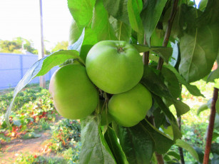 Картинка природа плоды яблоки