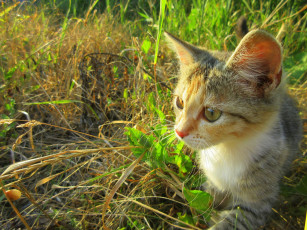 Картинка животные коты кошка