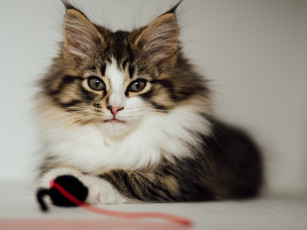 Картинка животные коты кошка кот пушистая взгляд