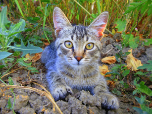 Картинка животные коты кот