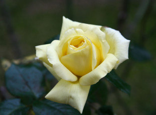 Картинка цветы розы лепестки роза цветение листья розовая