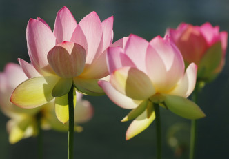 Картинка цветы лотосы лепестки макро