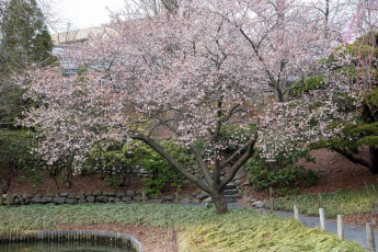 Картинка цветы цветущие+деревья+ +кустарники трава водоем