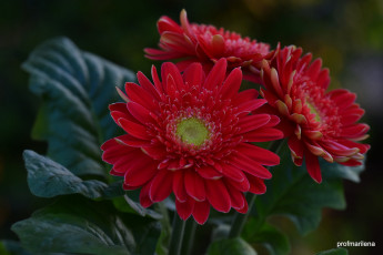 Картинка цветы герберы цветки лепестки герань цветение нежность